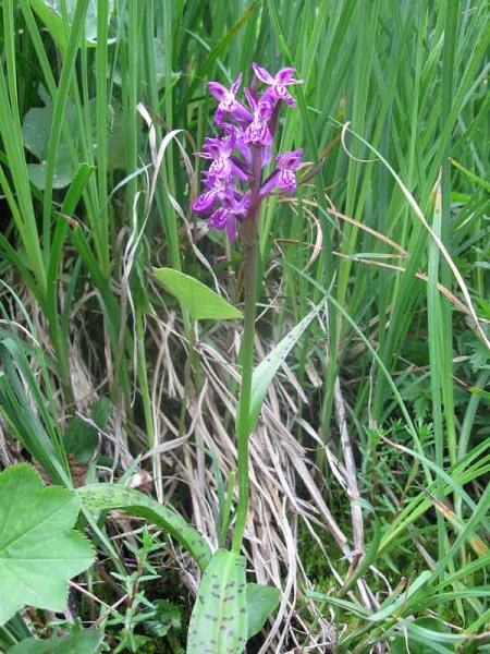 WEB_2976_B02_Dactylorhiza-l.jpg